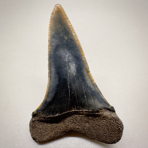 1.59" Colorful Fossil Isurus escheri - Extinct Serrated Mako Shark Tooth from Mill, The Netherlands - Rare tooth - back