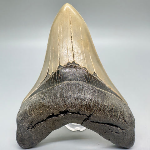 Lower Anterior Fossil Megalodon Tooth from North Carolina