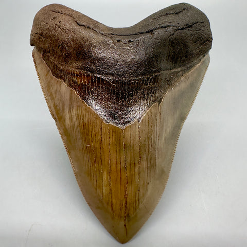 Upper Anterior Fossil Megalodon Tooth from Southeast, USA