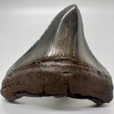 Posterior Fossil Megalodon Tooth from Southeast, USA