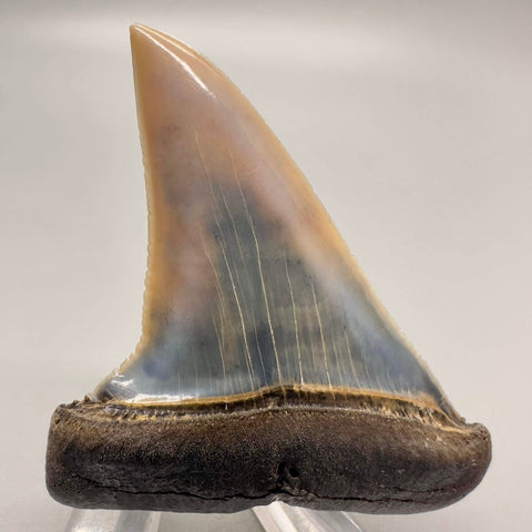 2.31" upper intermediate tooth - Carcharodon hubbelli - Transitional Extinct Mako (Broad-form)/Great White Shark - Early Pliocene (appx 4-5 million years old), Peru. Partially serrated cutting edge- Front