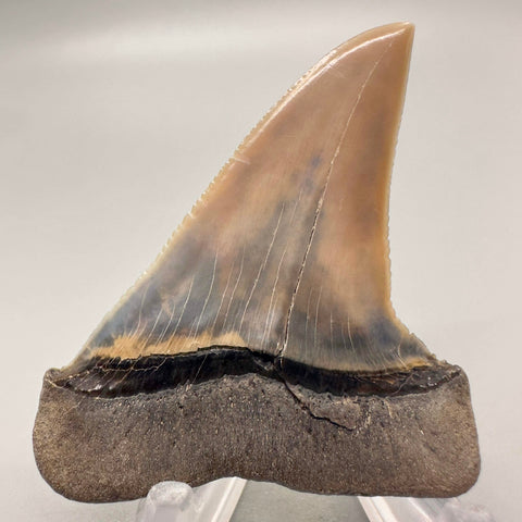 2.31" upper intermediate tooth - Carcharodon hubbelli - Transitional Extinct Mako (Broad-form)/Great White Shark - Early Pliocene (appx 4-5 million years old), Peru. Partially serrated cutting edge- back