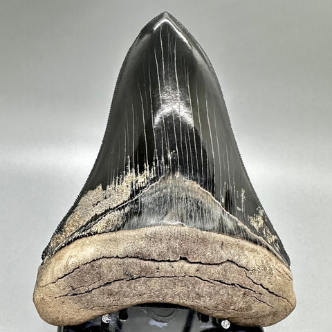 Jet Black Megalodon tooth from SC
