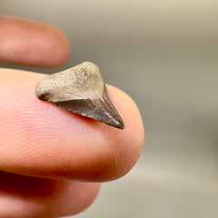Smallest anterior 0.51" Megalodon Tooth we've ever seen. Almost certain from an unborn or EXTREMELY newborn shark - Left angle on hand