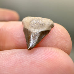 Smallest anterior 0.51" Megalodon Tooth we've ever seen. Almost certain from an unborn or EXTREMELY newborn shark - Right angle on hand