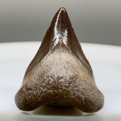 Smallest anterior 0.51" Megalodon Tooth we've ever seen. Almost certain from an unborn or EXTREMELY newborn shark - Front angle