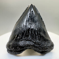 Jet Black 1.40" Juvenile Fossil Megalodon Tooth from South Carolina - Front