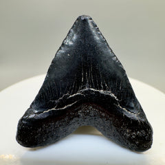 Jet Black 1.40" Juvenile Fossil Megalodon Tooth from South Carolina - Back