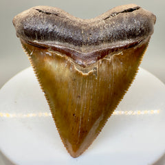 1.97" Juvenile, sharply serrated Megalodon Tooth from South Carolina - Front