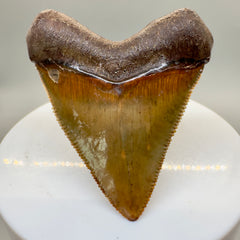 1.97" Juvenile, sharply serrated Megalodon Tooth from South Carolina - Back