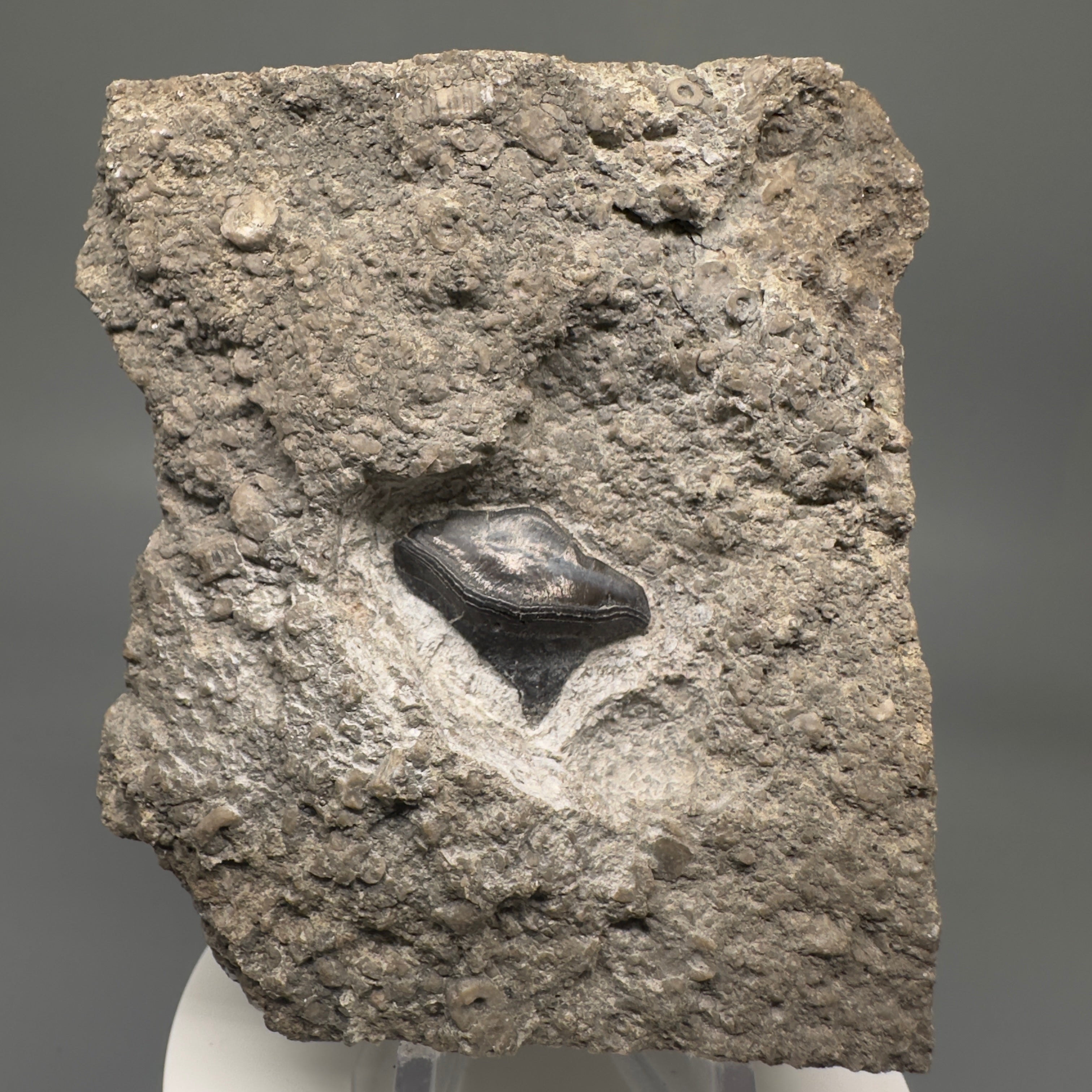 330 million years old - In Matrix Fossil Petalodus sp. - Extinct Petalodont Tooth - Arkansas