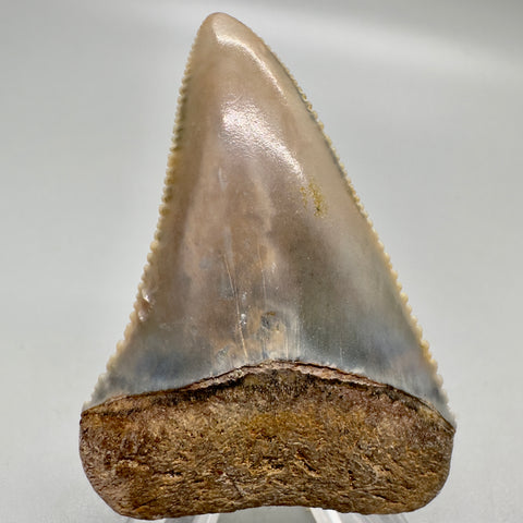 2.75" upper anterior tooth - Carcharodon carcharias - Great White Shark - Late/Middle Pliocene (Appx 3 million years old), Peru - Front
