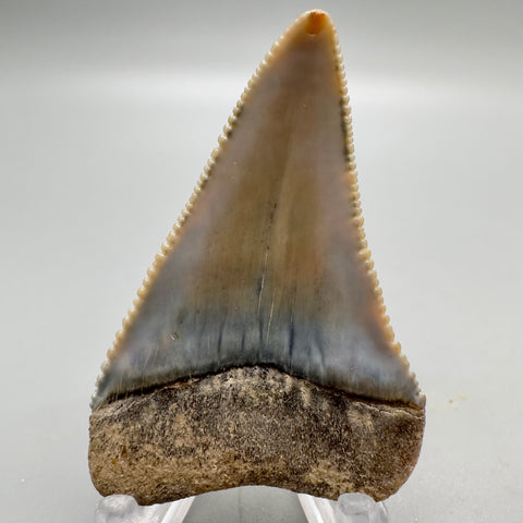 2.75" upper anterior tooth - Carcharodon carcharias - Great White Shark - Late/Middle Pliocene (Appx 3 million years old), Peru