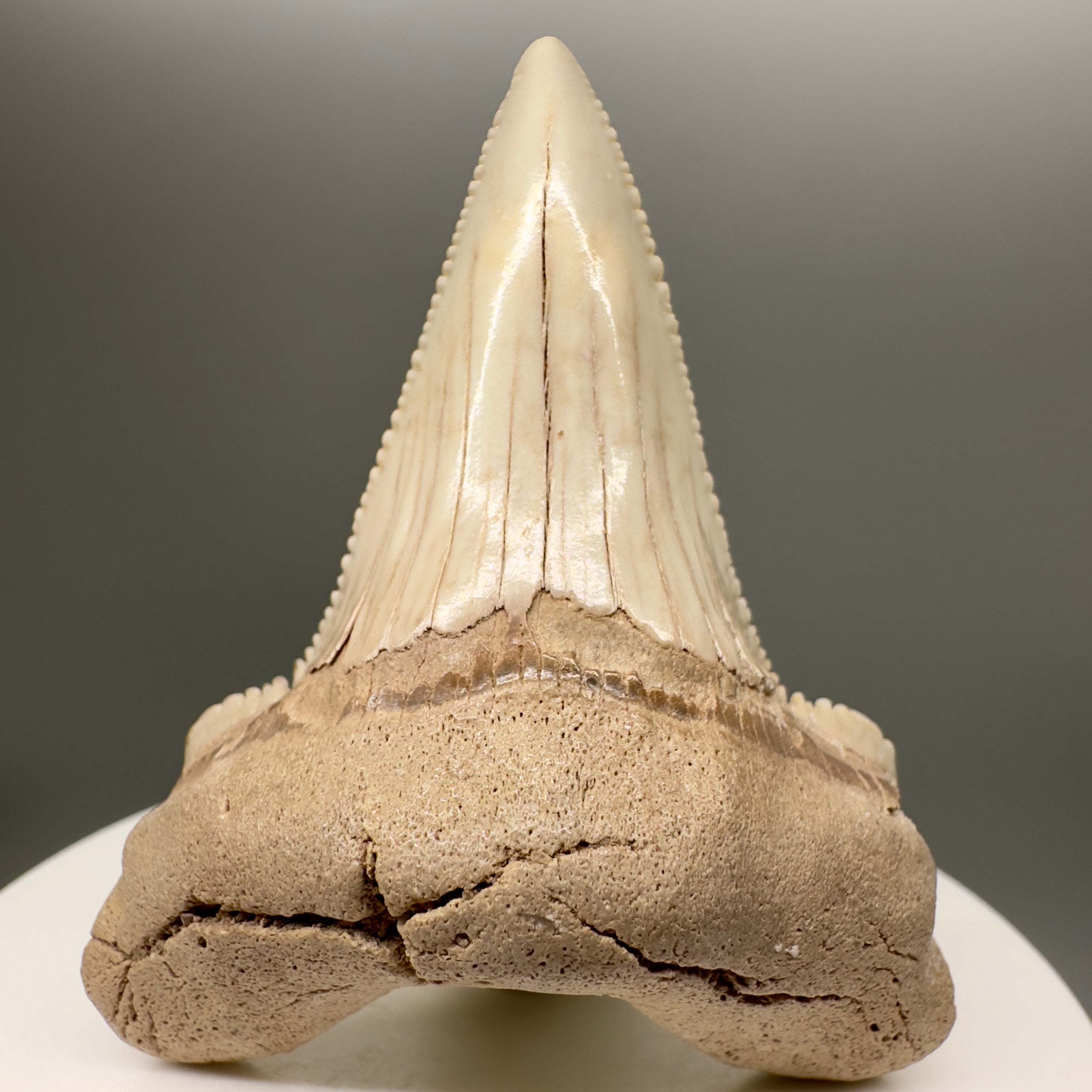 Huge, Sharply Serrated 2.24" Carcharocles auriculatus Shark Tooth Fossil - Central Kazakhstan