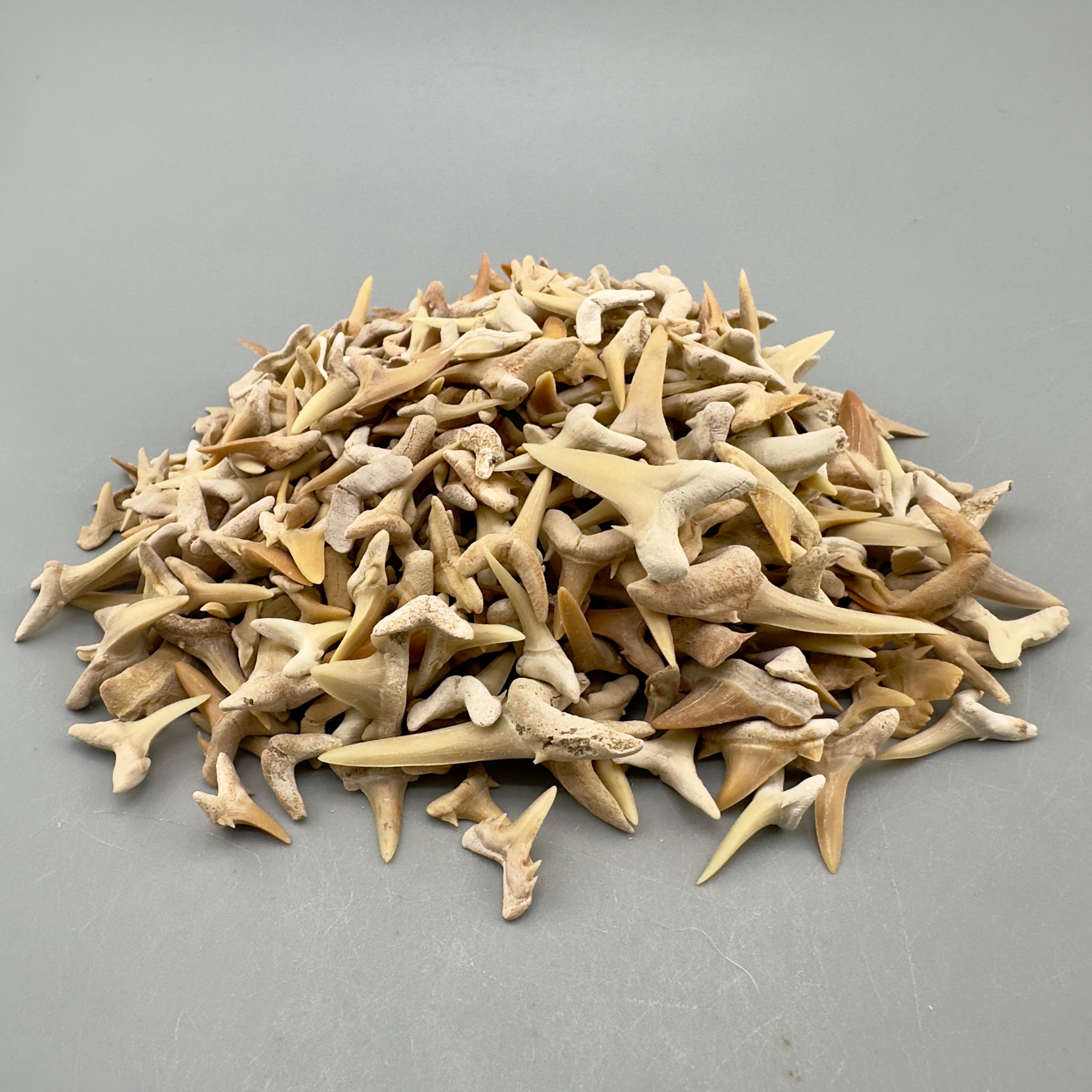 5 LB (appx 3000 Teeth) Wholesale Group - Extinct Sand Tiger Shark Teeth- Morocco
