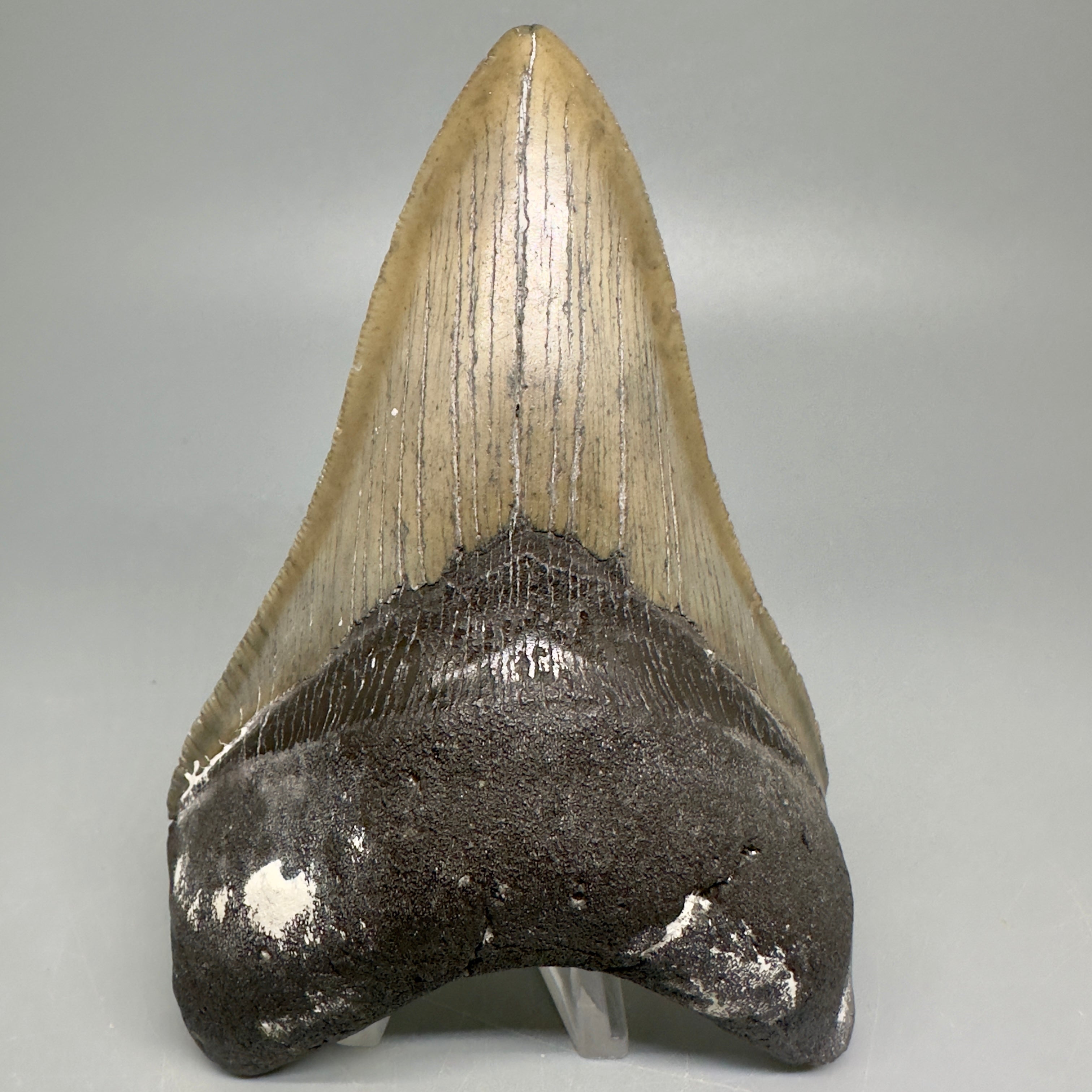 Lower Serrated beauty 5.13" Fossil Megalodon Shark Tooth - Hasting, Florida