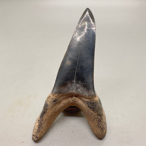 2.3" lower anterior tooth - Isurus desori - Fossil Shortfin Mako Shark - Oligocene (30-32 million years old) - South Carolina, USA-Back