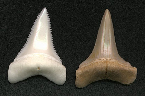 1 1/4" upper lateral teeth showing a modern (recent) Great White from Australia and a 4-5 million year old Isurus hastalis (Broad-form Extinct Mako) from Chile