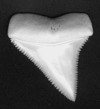 1 1/2" upper lateral tooth - Carcharodon carcharias - Great White Shark - Recent, Australia - Front