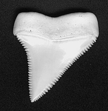 1 1/2" upper lateral tooth - Carcharodon carcharias - Great White Shark - Recent, Australia - Back