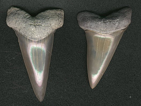 2" upper anterior tooth and 1 3/4" upper anterio-lateral tooth - Isurus hastalis - Extinct Mako Shark (Narrow-form) - Middle Miocene (13-15 million years old) - North Carolina, USA