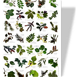 Nature Cards | Eco Friendly Games for Children | Nature Identification ...