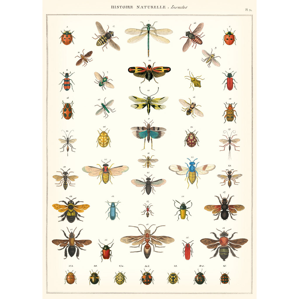 Natural History Insect Poster – Imagine Childhood