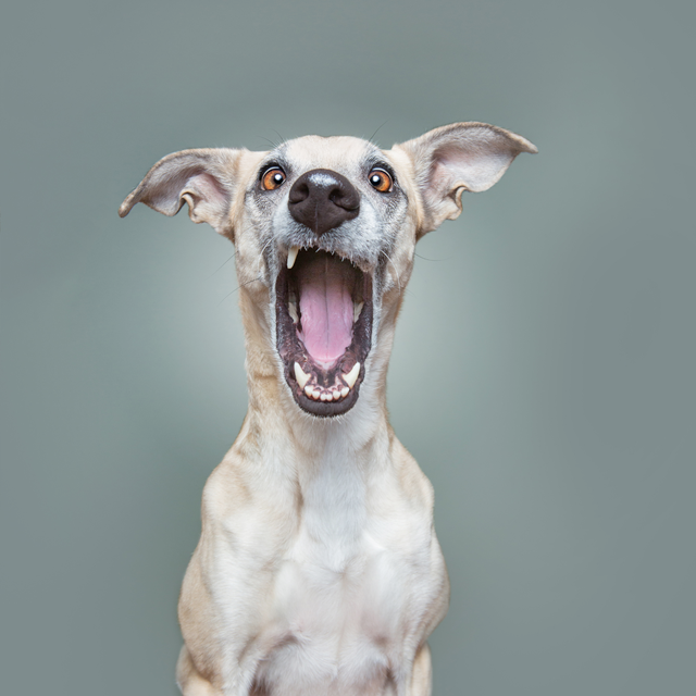 white dog with mouth open ready for treat on gray background