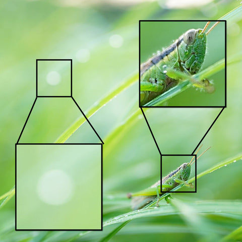 close up shot on a grasshopper showing macro detail