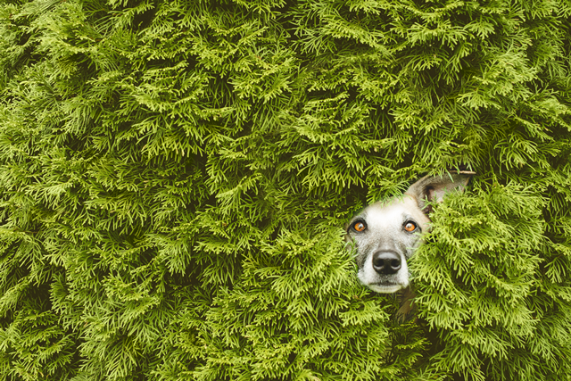 Dog funny sticking head in hedge