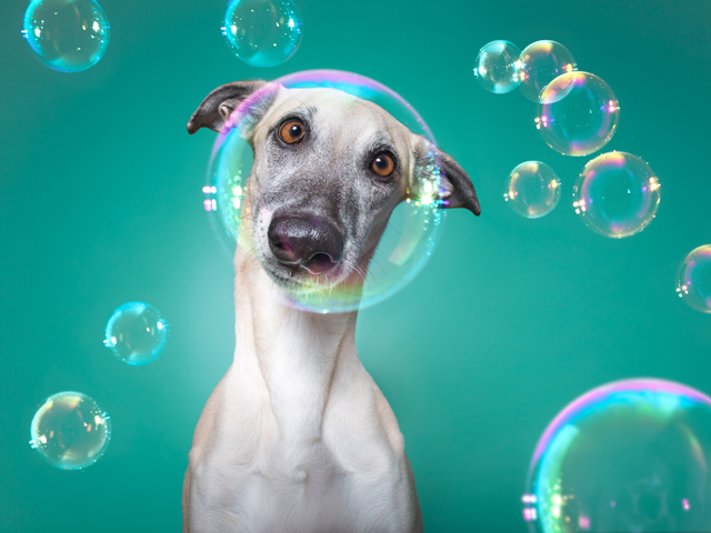 dog surrounded by bubbles on blue background