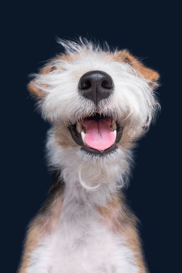 dog smiling at camera with only mouth, nose and teeth showing