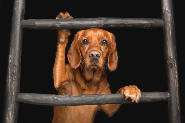 Brown dog with paws on latter looking right at the camera