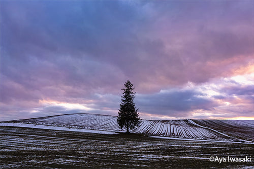 landscape of solo tree in a field with sigma 20mm DG DN lens by Aya Iwasaki