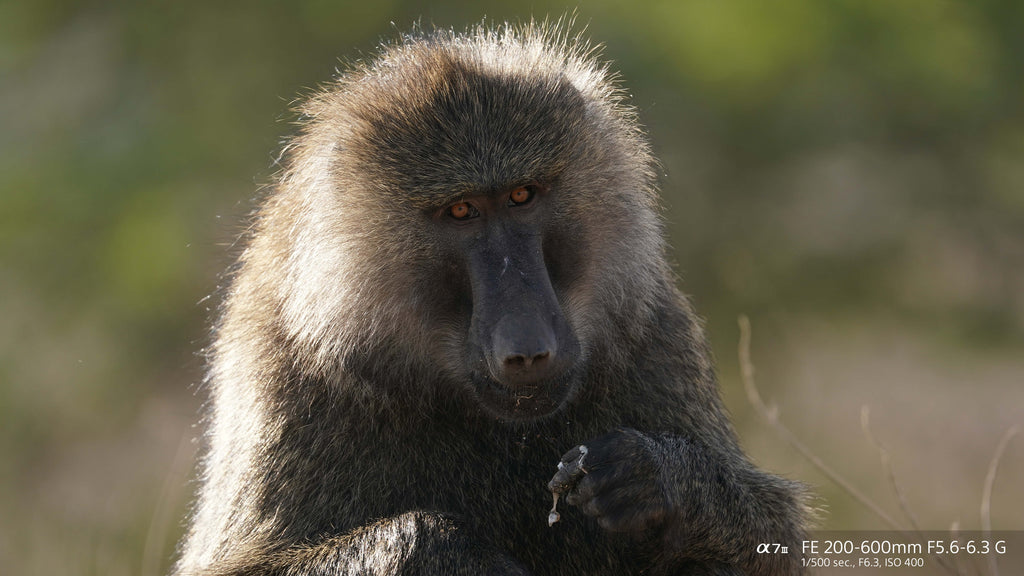Monkey taken with FE 200-600mm F5.6-6.3 G OSS lens