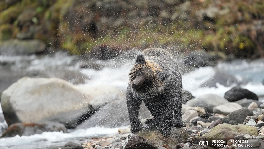 Bear in the river shaking 