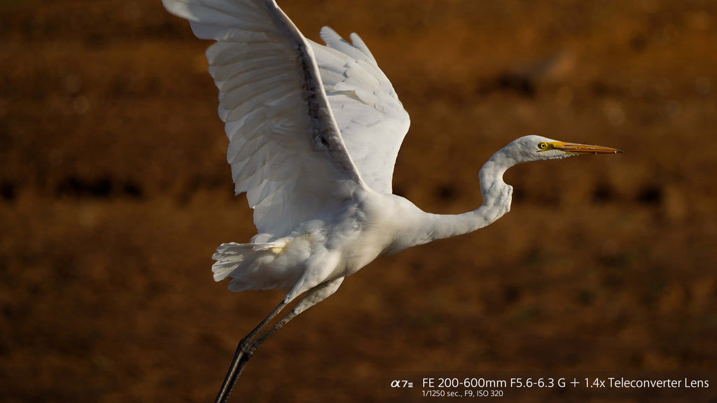 Bird flying taken with Sony FE 200-600mm F5.6-6.3 G OSS