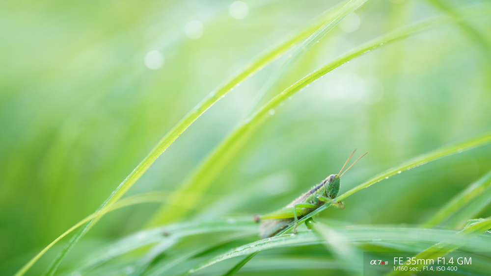 A grasshopper surrounded by green leaves taken with sony fe 35mm f1.4 GM lens