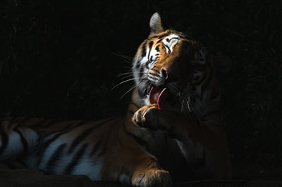 Photo of a tiger