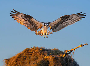 osprey landing in nest