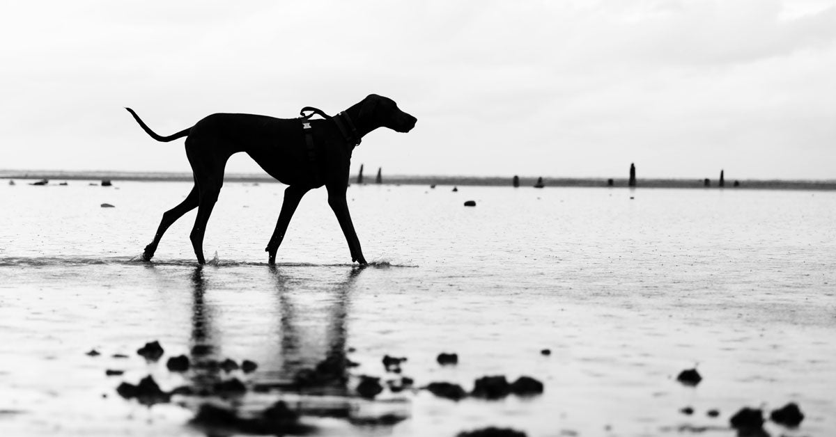 silhouette of great dane taken with canon rf 24-105 F4