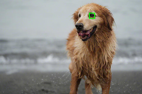 Real time eye focus for pets