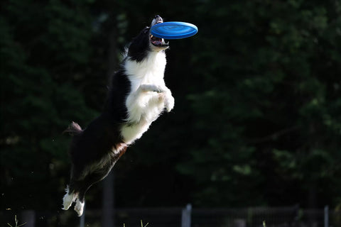 dog catching a frisbee in the air