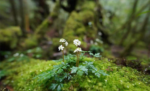 Exquisitely smooth bokeh in ultra-wide views