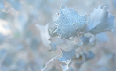 close up macro photo of white leaves