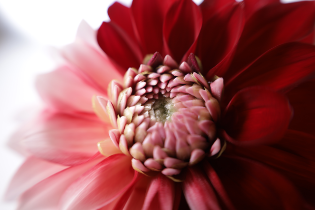 macro photography shot of red flower