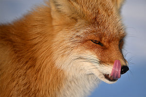 Close up of Fox