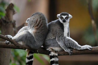 lemurs on a branch