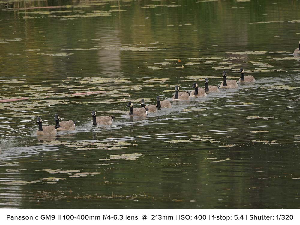 g9 ii image of ducks at park