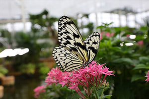 Close up of butterfly